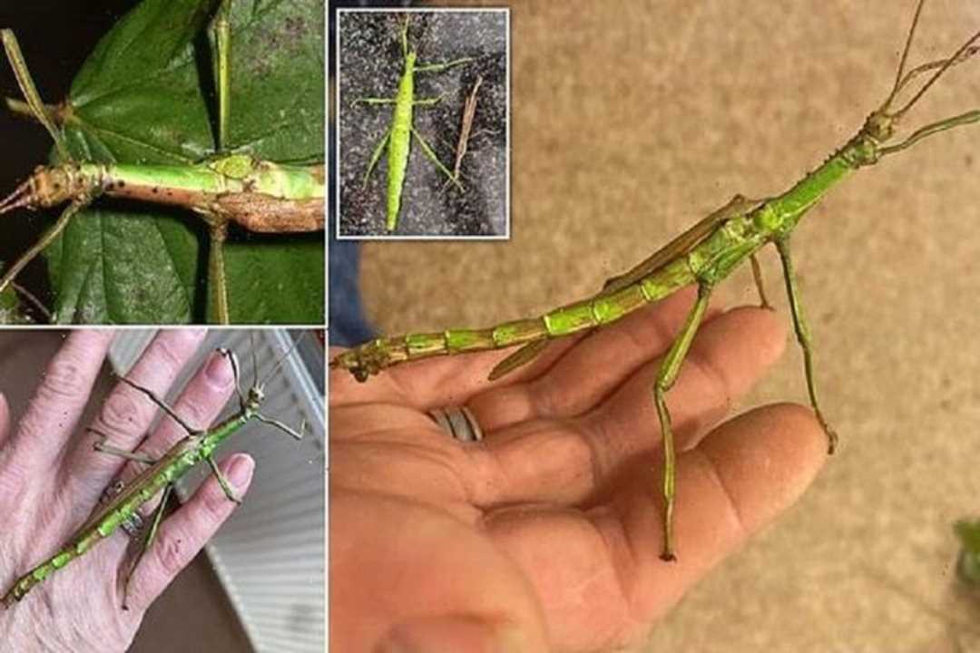 Уникальные фотографии палочника-насекомого, смело представляющие природу