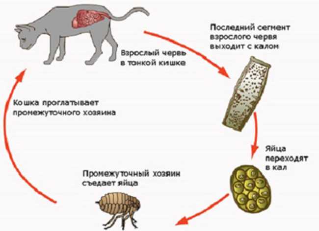 Паразиты у кошек: фото и названия наиболее распространенных видов Паразиты у кошек: фото и названия наиболее распространенных видов