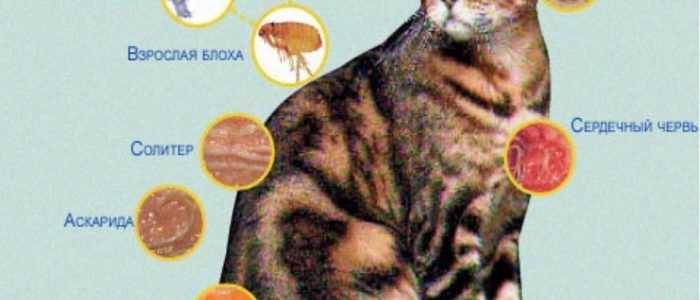 Паразиты у кошек: как обезопасить своего питомца и себя