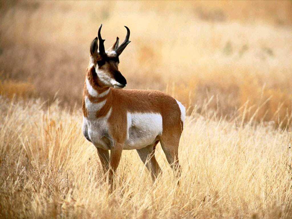 Зверята, встречаемые в дикой природе