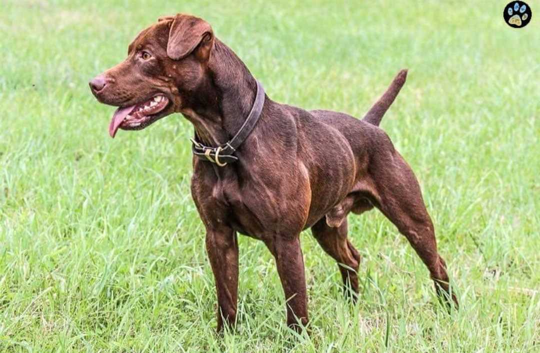 Питомник паттердейл терьеров