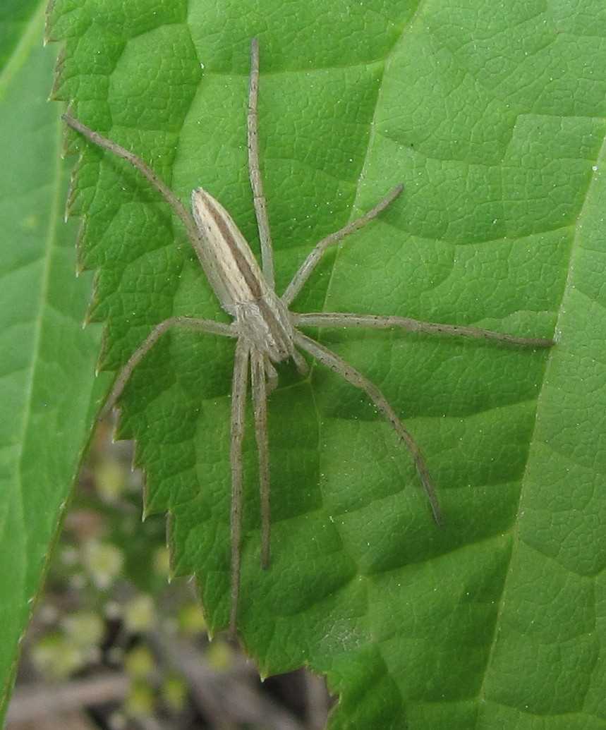 Роль пауков в теплице: защита от вредителей или угроза для растений?