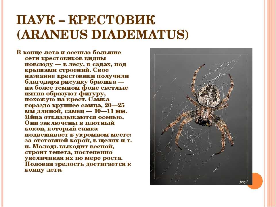 Фото: разнообразие членистоногих