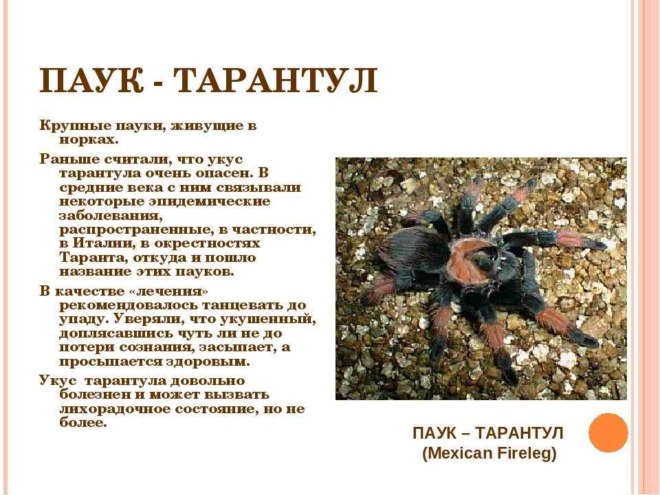 Паукообразные сообщение для 7 класса