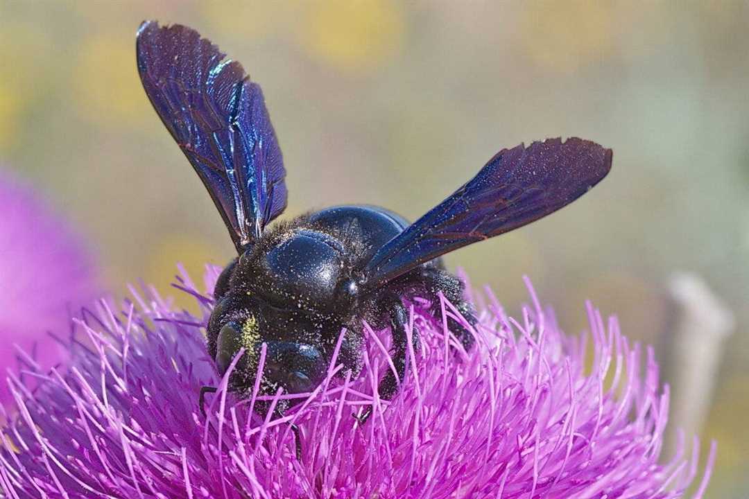 Пчела плотник в Красной книге: значимость сохранения видов
