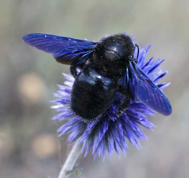 Молодая лиственная пчела: развитие, поведение и роль в природе