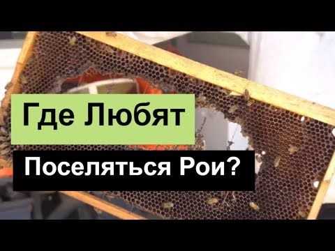 Пчеловодство для начинающих: советы и рекомендации