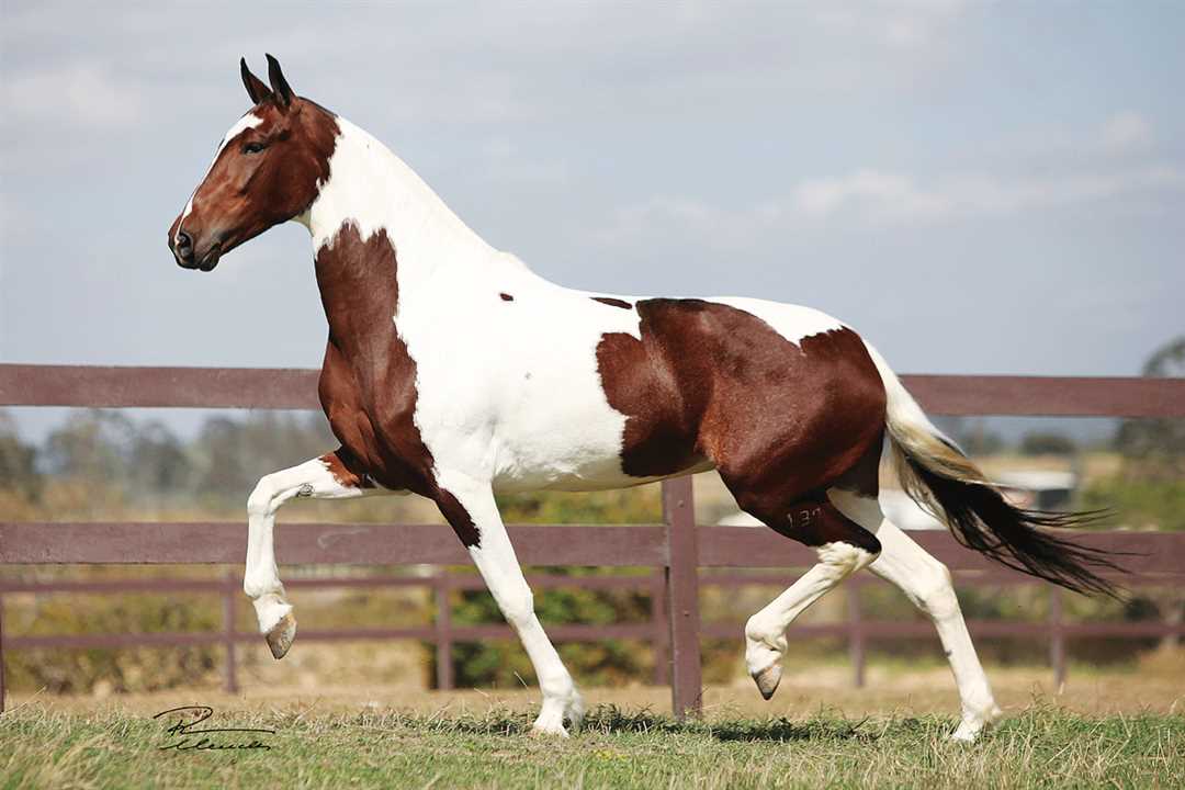 Пегие лошади - фото
