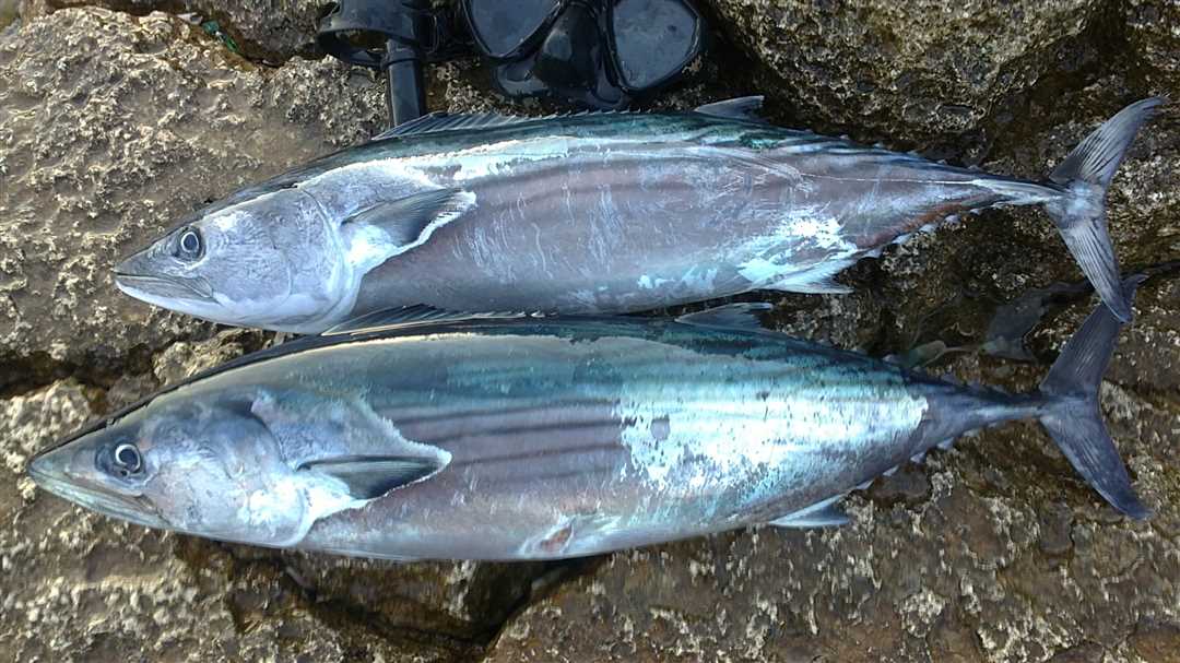 Ловля пеламиды в Черном море