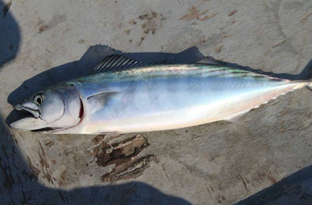 Блюда из пеламиды