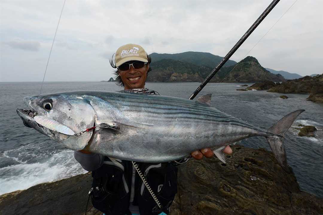 Пеламида рыба фото