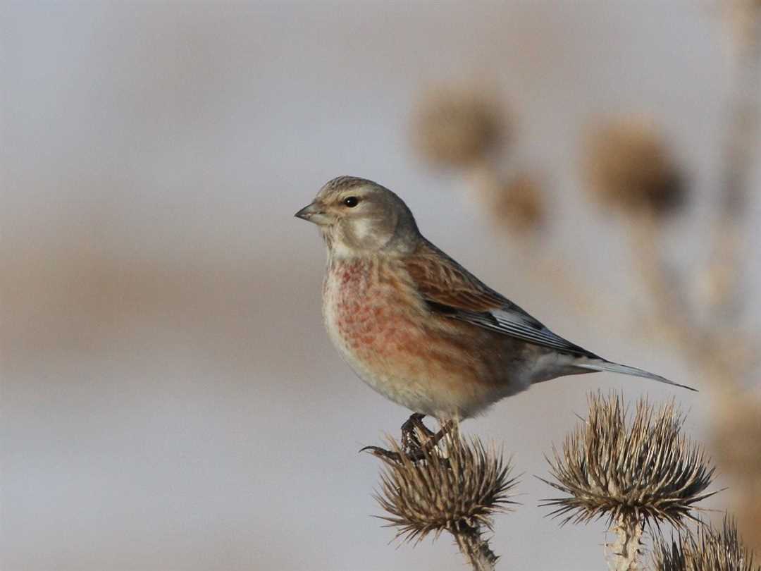 Где сейчас играет коноплянка