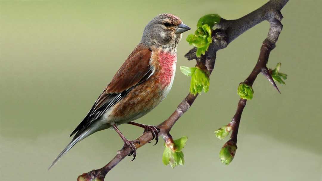  Птица коноплянка - что это за птичка?