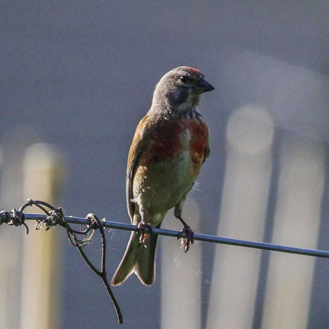 Что такое коноплянка?