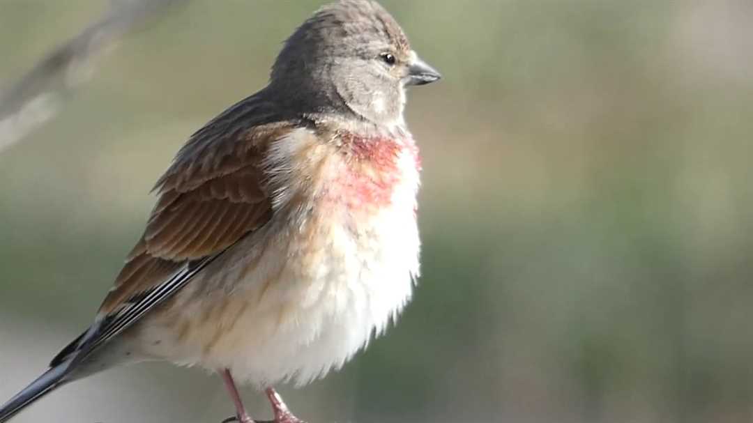 Пение реполова слушать