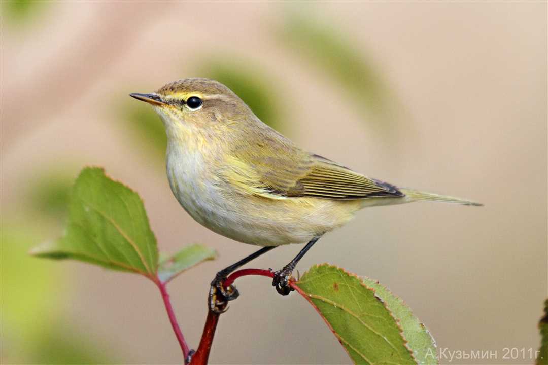 Пеночка птица википедия: история, особенности, распространение