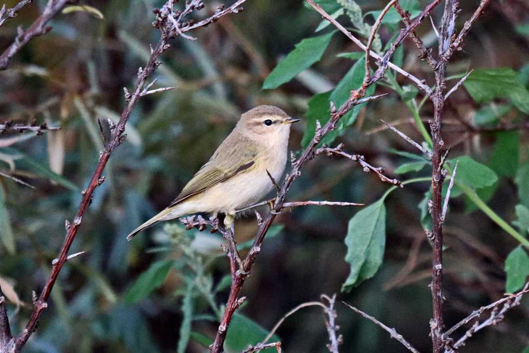 Особенности пеночек