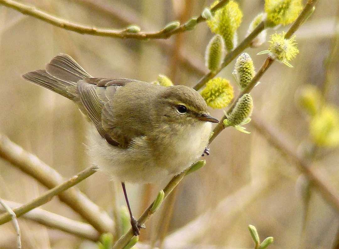 Пеночка птица фото Пеночка птица фото