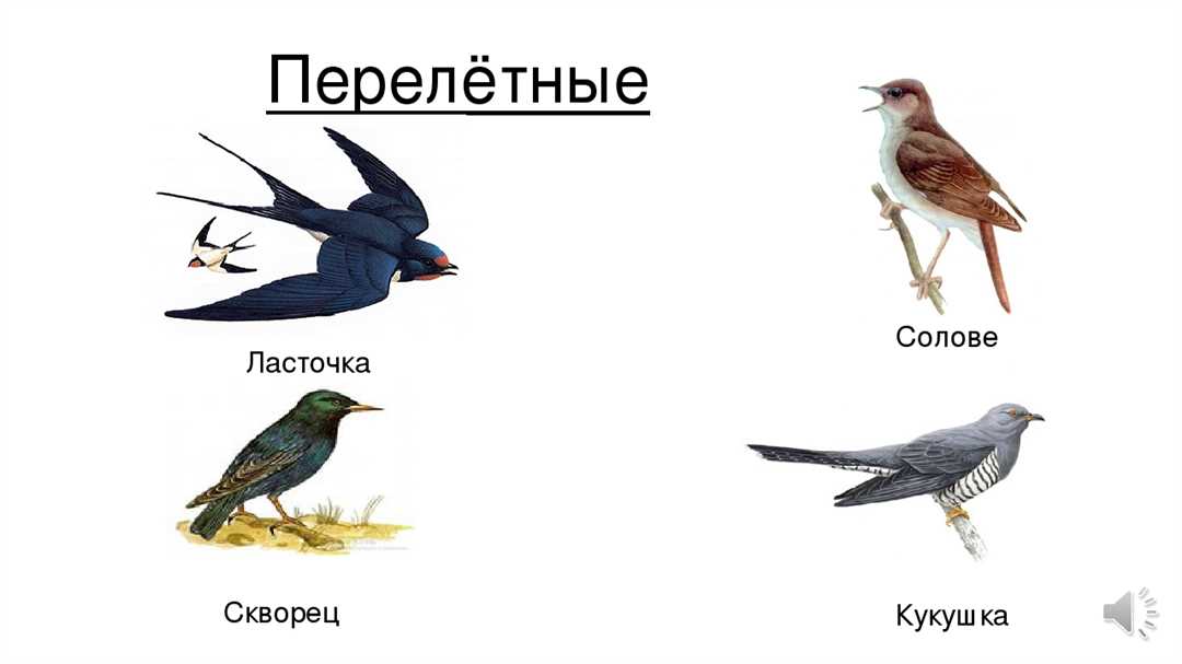 Века воробьев: когда появились стаи перелетных птиц?