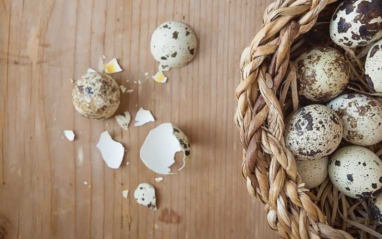 Перепелиные яйца: польза для здоровья человека