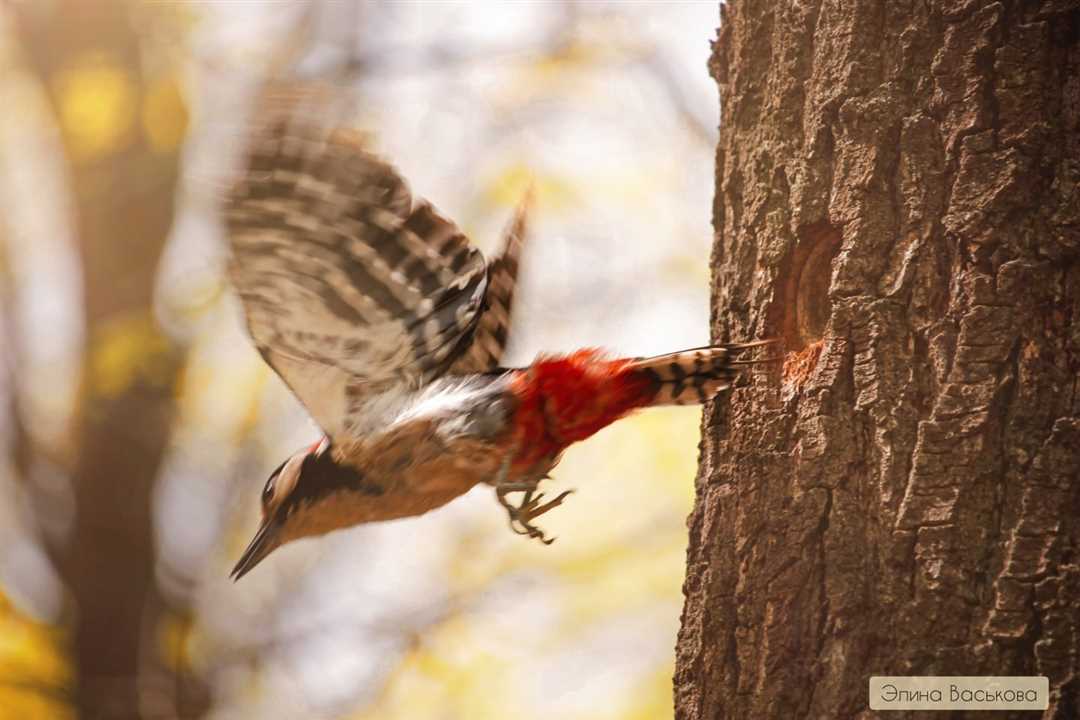 Нектарница - близкий родственник незабудки
