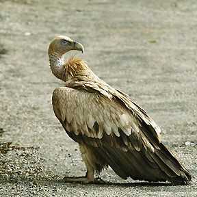 Птица-нектарница: питается нектаром цветов