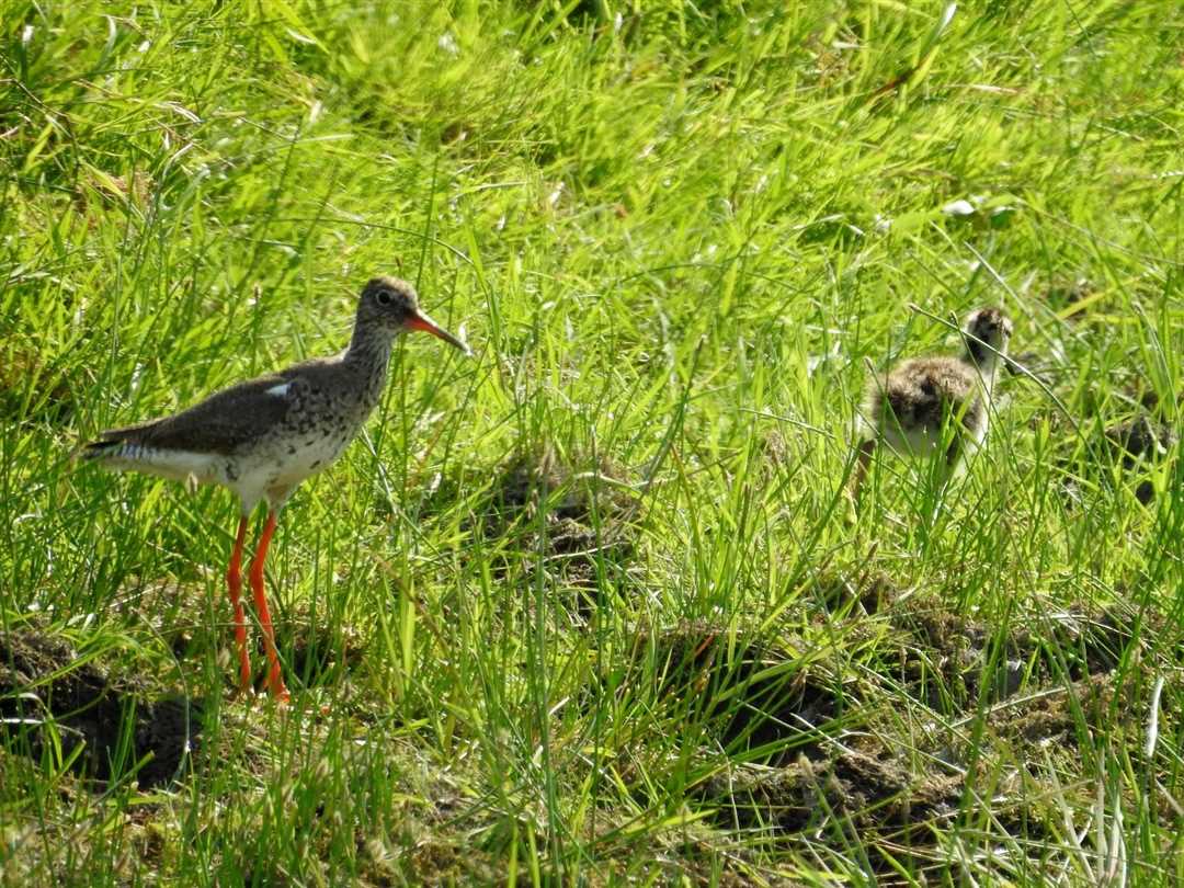 Кто питается нектаром цветов: птица-нектарница