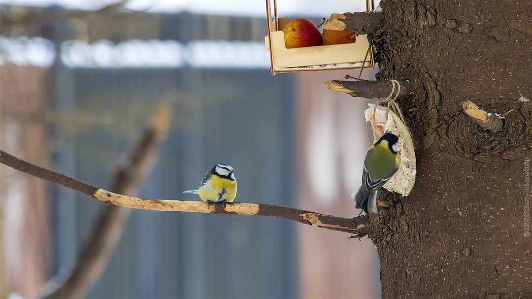 Пернатый любитель несвежатинки Пернатый любитель несвежатинки