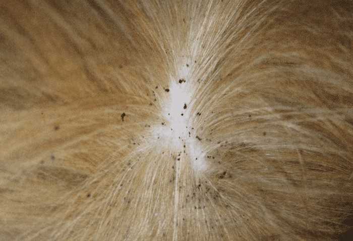 Перхоть у собаки: причины, симптомы и лечение