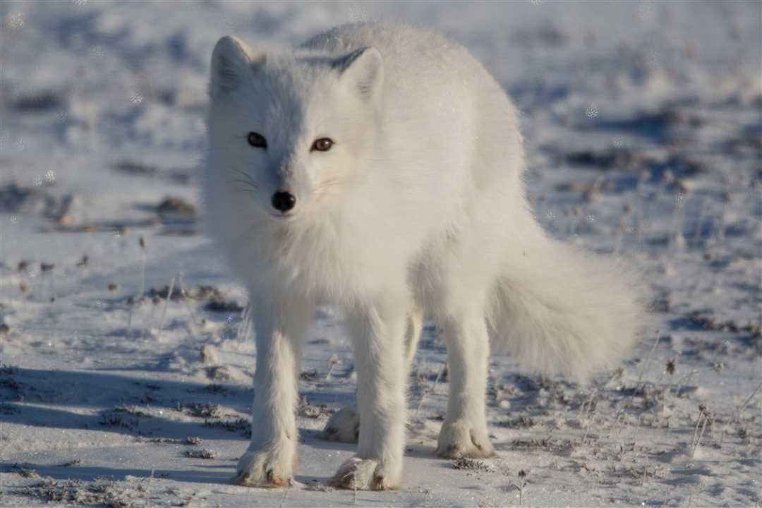 Как песец живет?