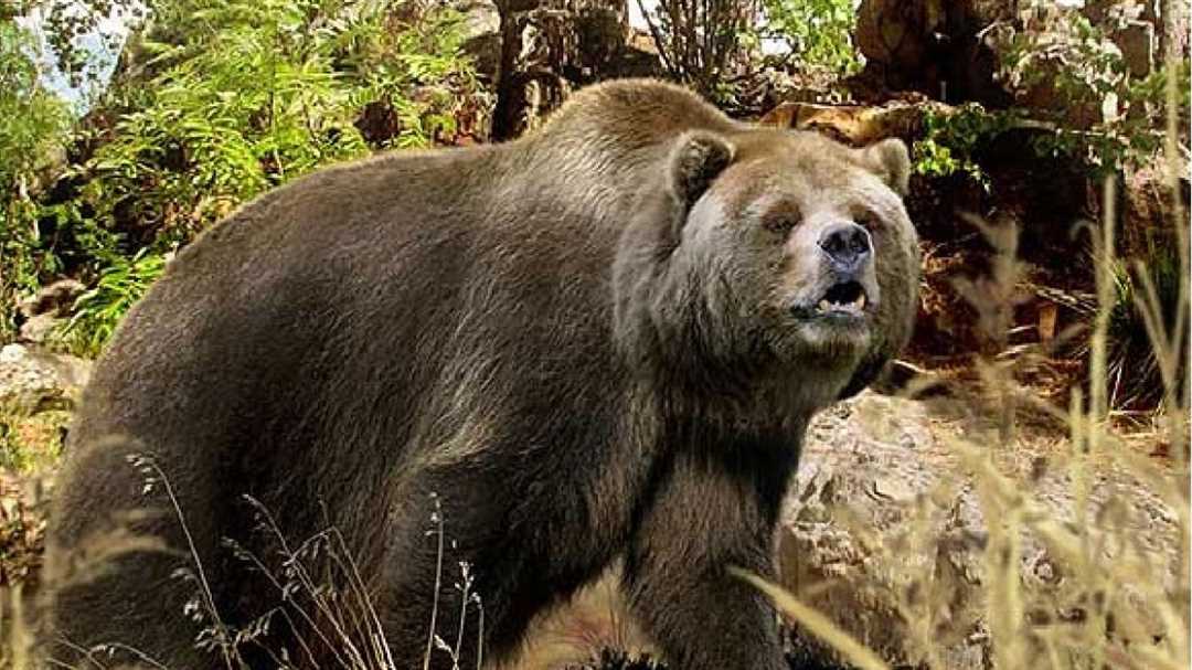 Браконьерство и незаконная торговля