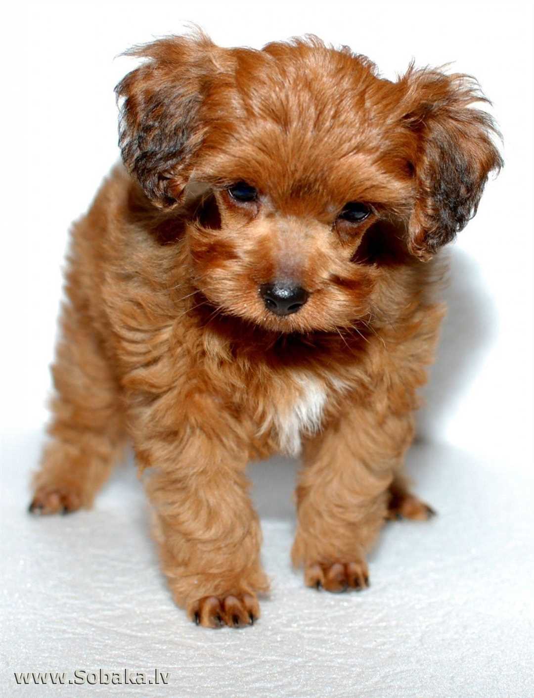 Особенности породы петербургская орхидея собака: