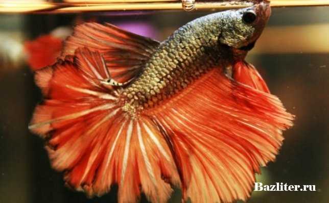 Температура воды