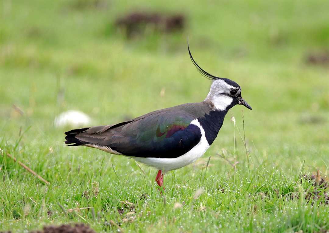 Описание пигалицы