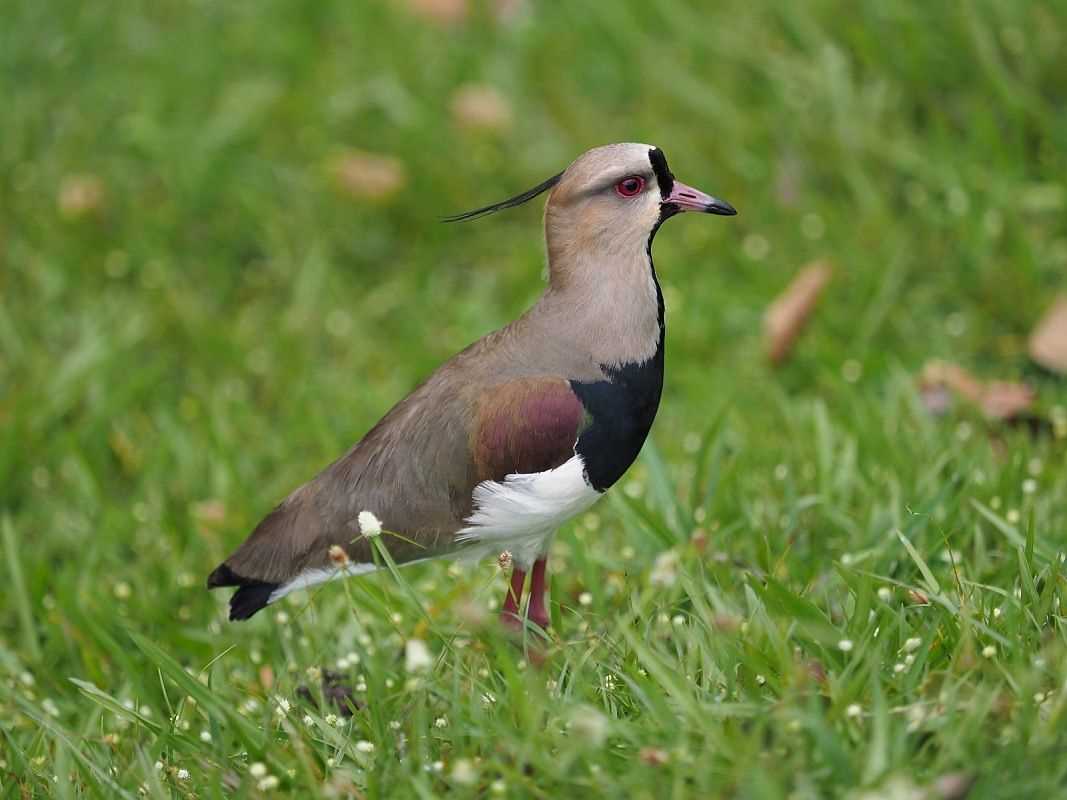 Пигалица википедия человек