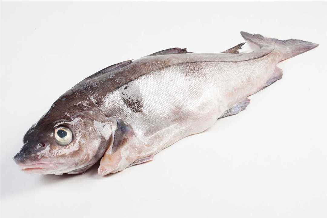 Пикша что за рыба