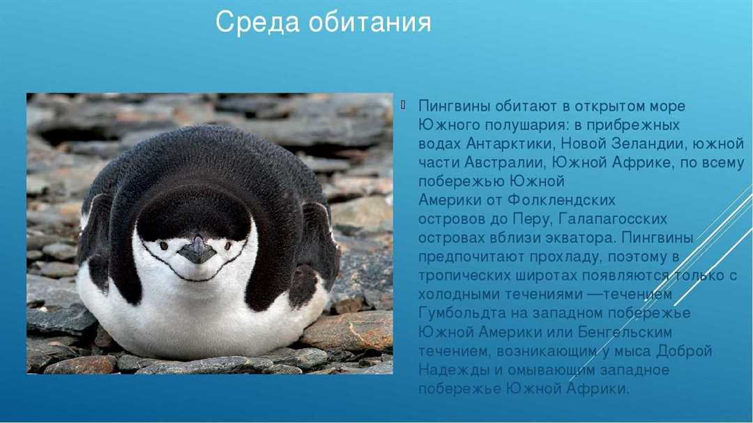Пингвины среда обитания