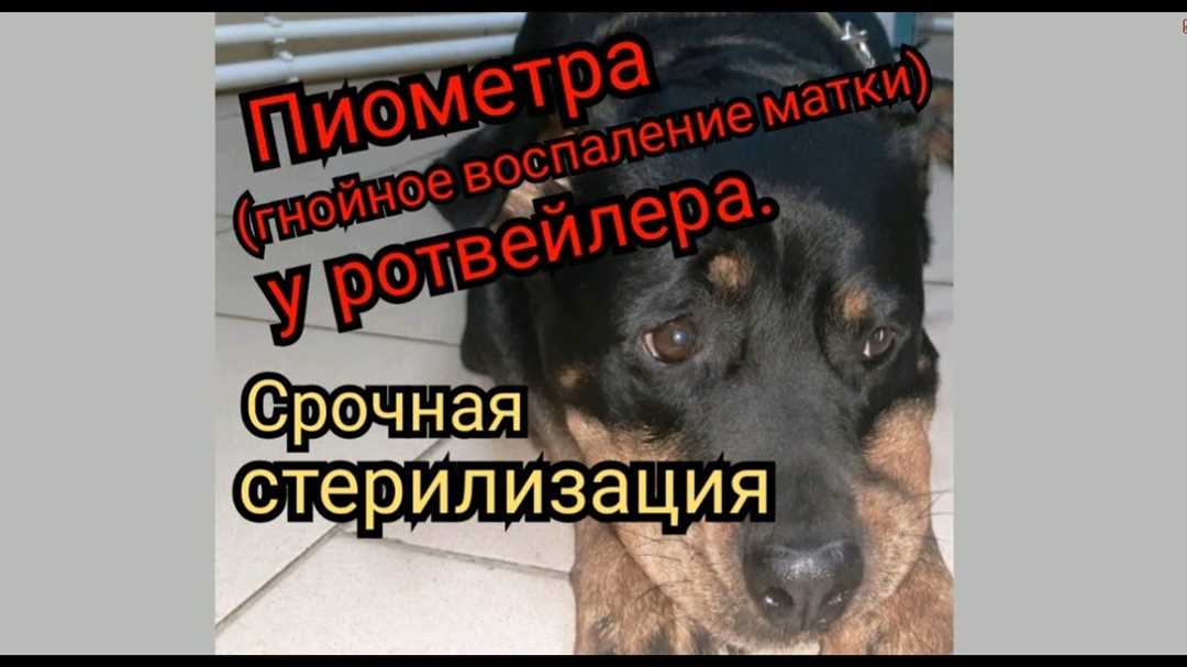 Профилактика пиометры у собак