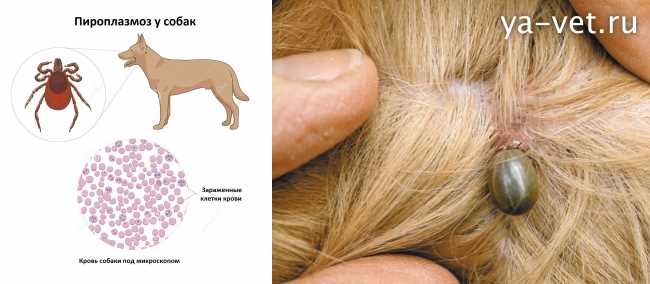 Как предотвратить повторное возникновение?