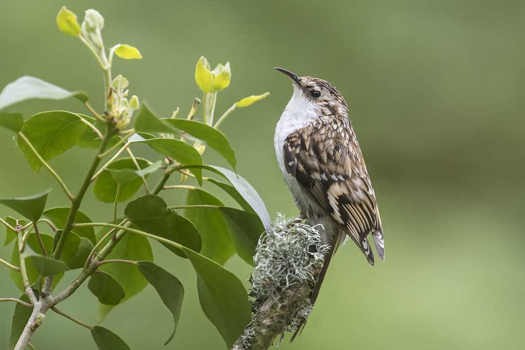 Что такое пищуха?