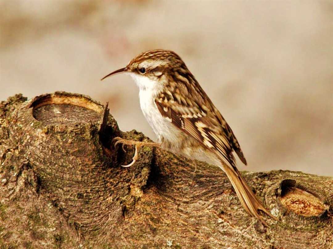 Пищуха птица фото