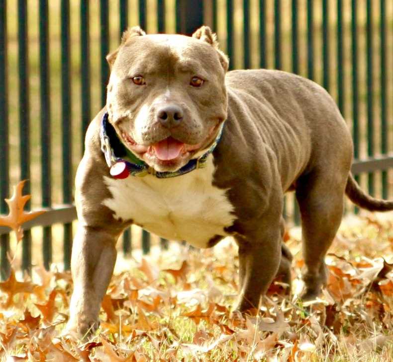 Питбуль: фото, особенности породы, характер и воспитание собаки