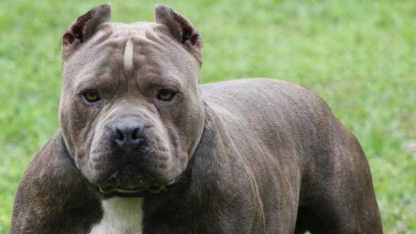 Важность социализации