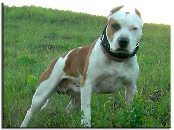 Питбуль: фото породы собак для настоящих ценителей