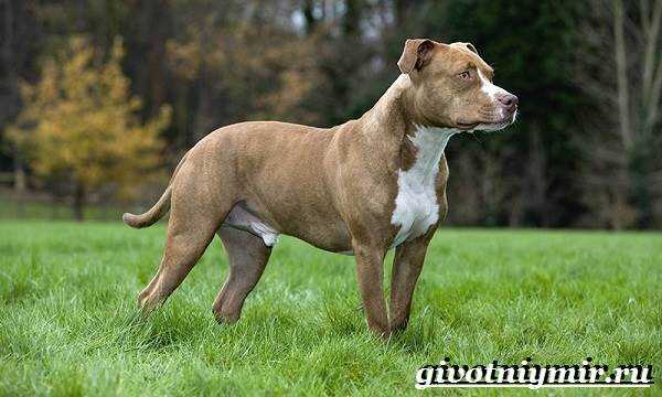 Требования к хозяину