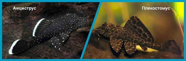 Плекостомус или птеригоплихт: выбор для аквариума