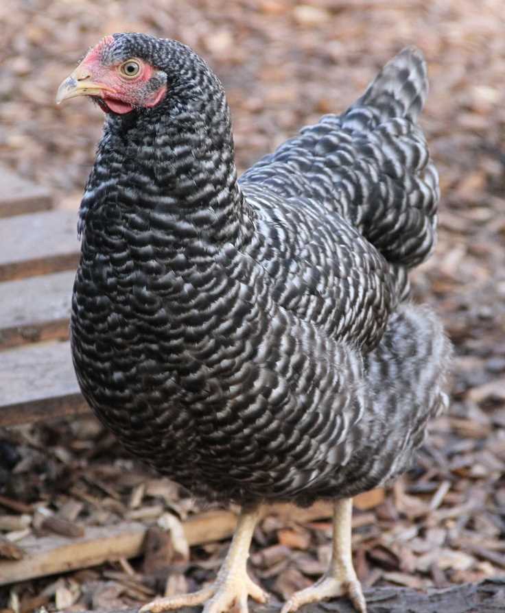 Плимутрок порода кур описание