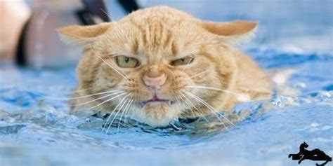 Почему кошки боятся воды: научное объяснение