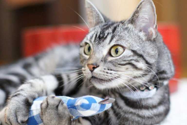 Мурлыканье для лечения и релаксации