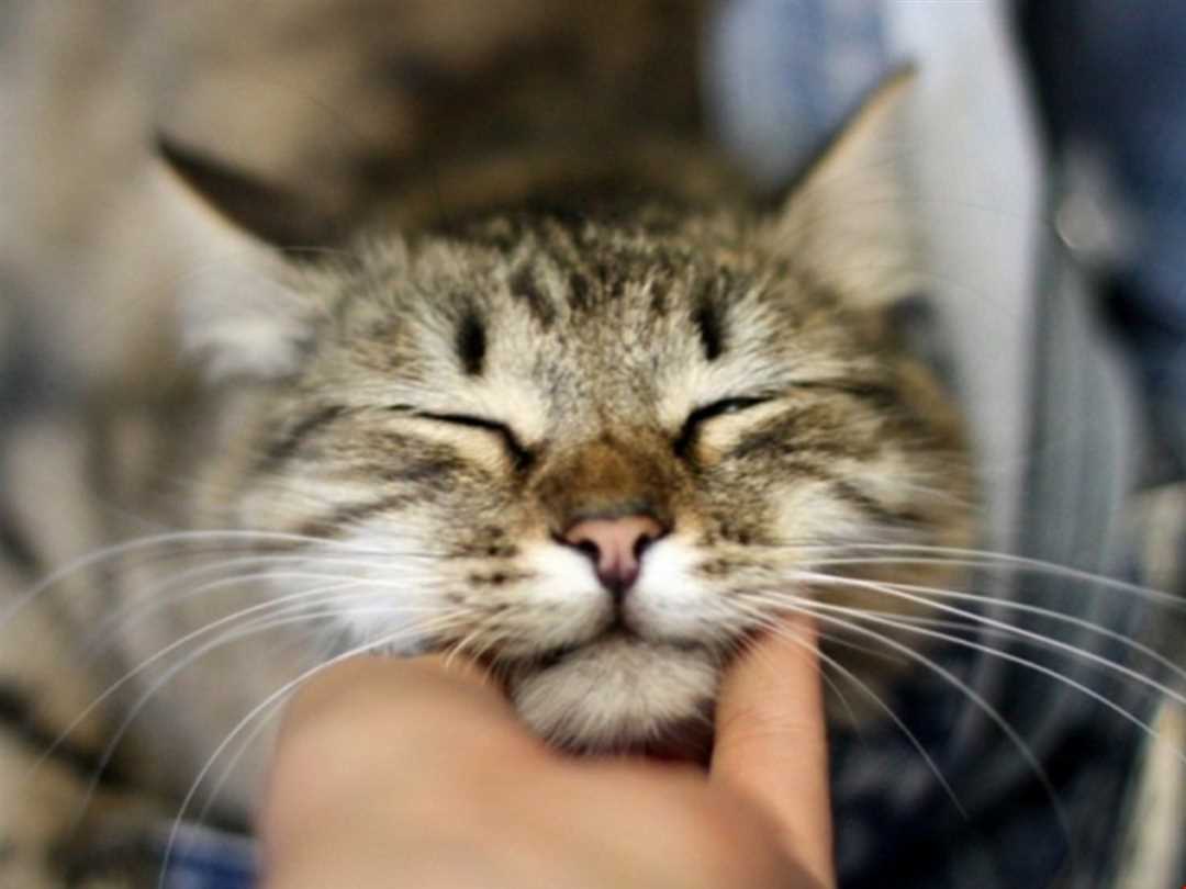 Роль мурлыканья для кошки